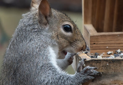 Close-up of squirrel