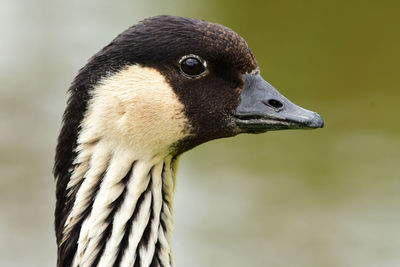 Close-up of a hawaiian goose 