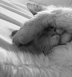 Close-up of cat sleeping hiding