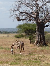 Young giraffe in a field