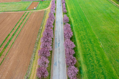 Panoramic view of purple flowering plants on land