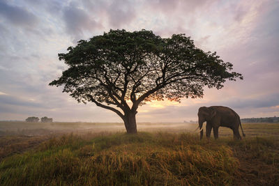 Elephants on field against sky