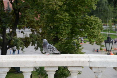Bird perching on a railing