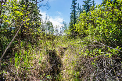 Trees and plants in forest