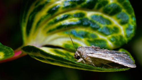 Close-up of insect on leaf