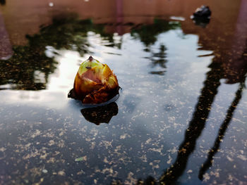 Close-up of fruits in water