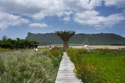 Footpath amidst grass and trees against sky