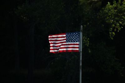 Close-up of american flag against tree