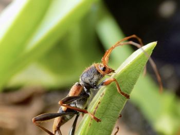 Close-up of insect on plant