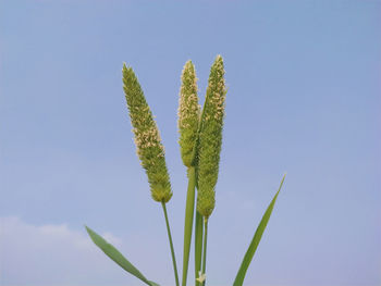 Low angle view of plant against clear blue sky