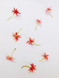 High angle view of red flowers against white background