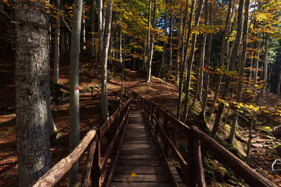 Wooden footbridge amidst trees in forest