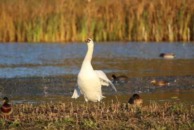 White duck on lakeshore