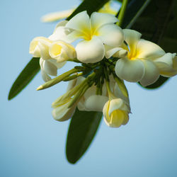 Close-up of yellow flowering plant