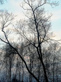 Low angle view of silhouette bare tree against sky