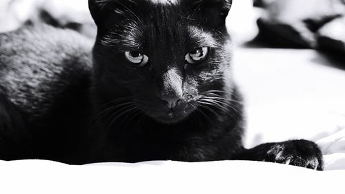 Close-up portrait of black cat