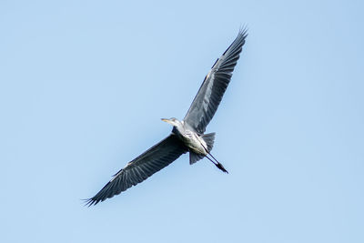 Low angle view of bird flying in sky