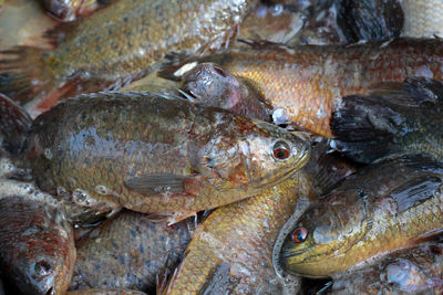 Full frame shot of fish for sale in market