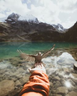 Bird perching on hand of person over lake against mountains