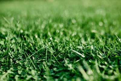 Close-up of grass