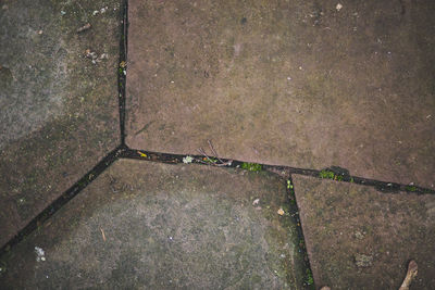 Close-up high angle view of lizard