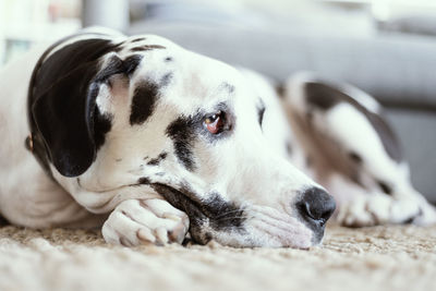Close-up of a dog resting
