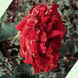 Close-up of wet red rose