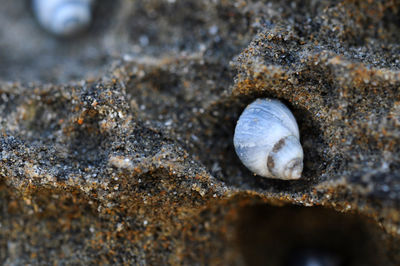 Close-up of snail on rock