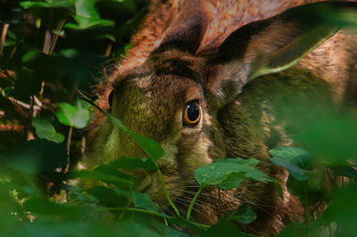 Close up of a rabbit in the forest