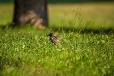 Bird perching on grass in field