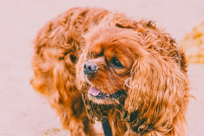 Close-up of a dog looking away