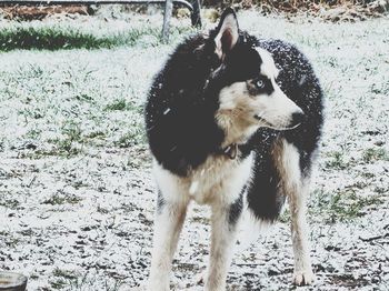 Dog looking away