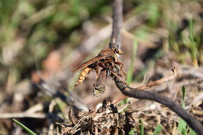 Close-up of butterfly on plant