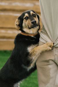 A cute puppy is resting with its owner, spending time together in the open air.