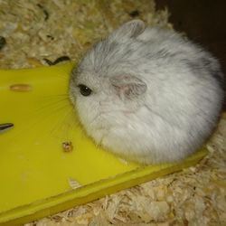 Close-up of an animal