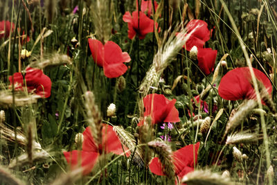 Close-up of red flowers blooming in field