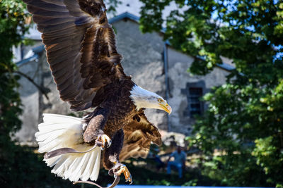 Bald eagle flying against house and trees