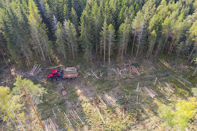 Stacking logs at forest edge