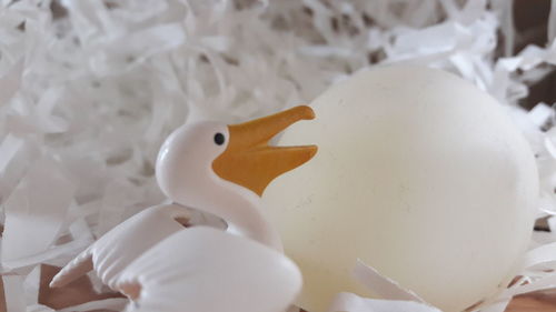 Close-up of white rabbit