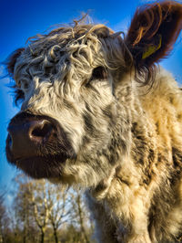 Close-up of a galloway