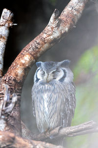 Close-up of bird perching on branch