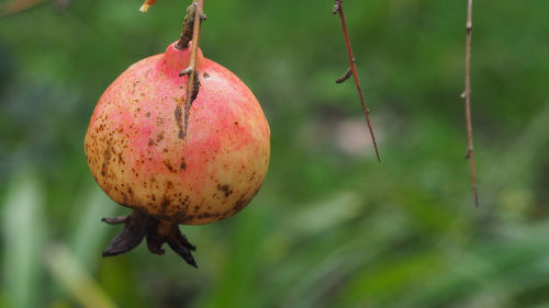 Small ripe pomegranate fruit on dried branch, punica granatum, tropical fruit growing on a tree.