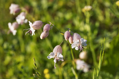 Close-up of white flowering plant