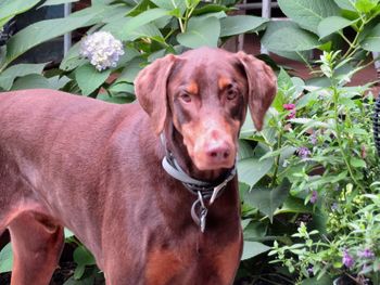 Close-up portrait of a dog