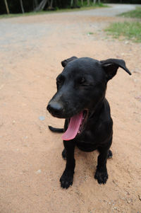 Close-up of a dog