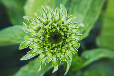 The purple coneflower has yet to sprout in the garden