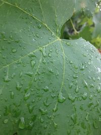 Close-up of wet plant leaves during rainy season