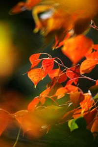 Close-up of orange maple leaves on plant during autumn