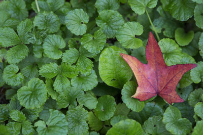 High angle view of leaves on plant during autumn