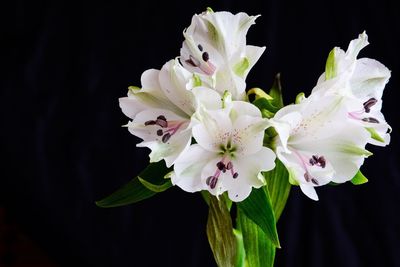 Close-up of white flower against black background